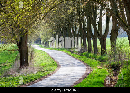 Vicolo, foresta Sababurg Urwald, Hofgeismar, Weser Uplands, Weserbergland, Hesse, Germania Foto Stock