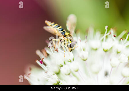 Hoverfly - Syryphus Ribesi Foto Stock