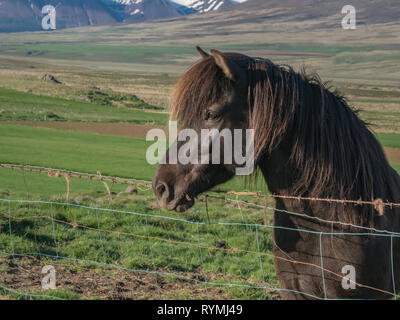 Ritratto di profilo di un unico colore marrone scuro cavallo islandese guardando sopra un recinto di filo da un verde prato in Islanda Foto Stock
