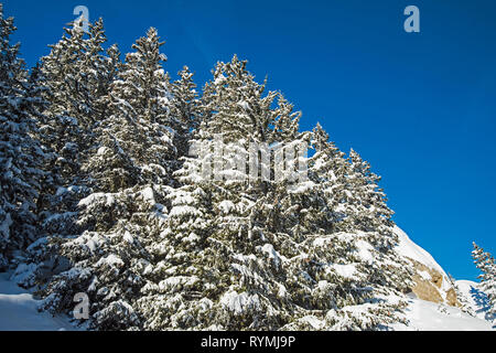 Vista panoramica verso il basso coperto di neve in valle alpina con gamma di conifere alberi di pino Foto Stock