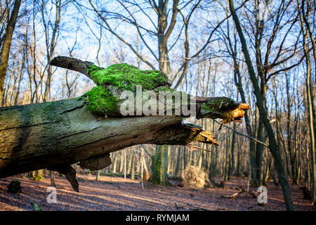 Testa di drago in un albero, foresta Sababurg Urwald, Hofgeismar, Weser Uplands, Weserbergland, Hesse, Germania Foto Stock
