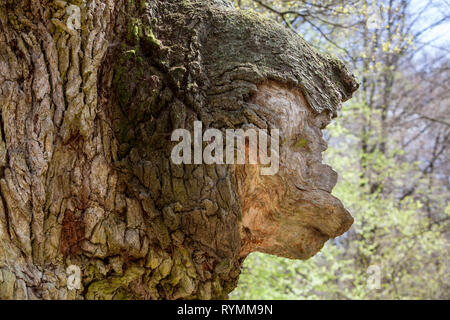 Faccia albero in una struttura ad albero, foresta Sababurg Urwald, Hofgeismar, Weser Uplands, Weserbergland, Hesse, Germania Foto Stock