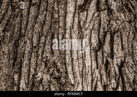 Strutture di corteccia, foresta Sababurg Urwald, Weser Uplands, Weserbergland, Hesse, Germania Foto Stock