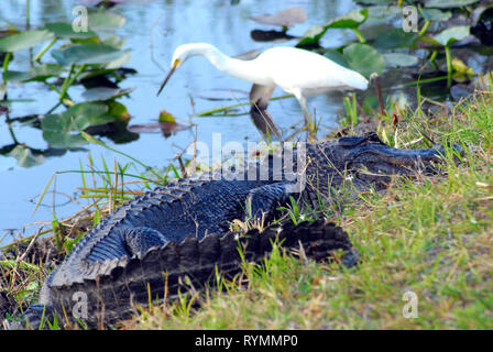Un alligatore a caccia di un leary garzetta. Fotografato in Florida Everglades National Park. Foto Stock