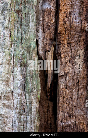 Strutture di corteccia, foresta Sababurg Urwald, Weser Uplands, Weserbergland, Hesse, Germania Foto Stock