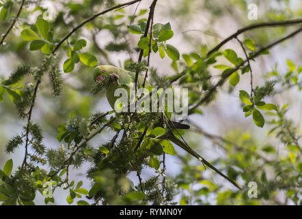 Collo ad anello parrocchetto mangiare fuit dell'albero. Foto Stock