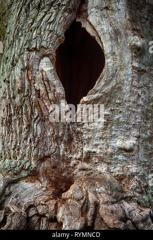 Strutture di corteccia, foresta Sababurg Urwald, Weser Uplands, Weserbergland, Hesse, Germania Foto Stock