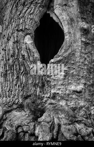 Strutture di corteccia, foresta Sababurg Urwald, Weser Uplands, Weserbergland, Hesse, Germania Foto Stock