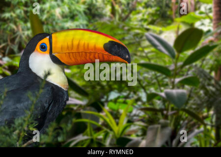 Trasduttore Toco toucan / comune / toucan toucan gigante (Ramphastos toco) arroccato nella struttura ad albero, originario del Sud America Foto Stock