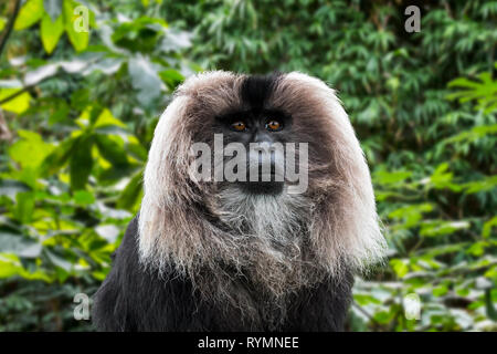 Lion-coda Macaque / wanderoo (Macaca silenus) endemica del i Ghati Occidentali dell India del Sud Foto Stock