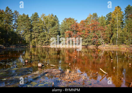 Paesaggio autunnale con uno stagno in una foresta. Foto Stock