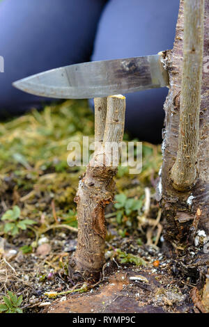 Una donna taglia un albero giovane con un coltello per la inoculazione del ramo di frutta 2019 Foto Stock