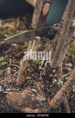 Una donna taglia un albero giovane con un coltello per la inoculazione del ramo di frutta 2019 Foto Stock