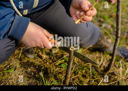 Una donna taglia un albero giovane con un coltello per la inoculazione del ramo di frutta 2019 Foto Stock