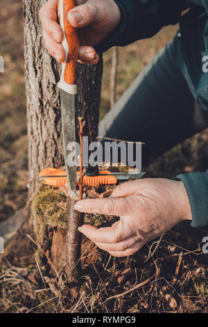 Una donna taglia un albero giovane con un coltello per la inoculazione del ramo di frutta Foto Stock