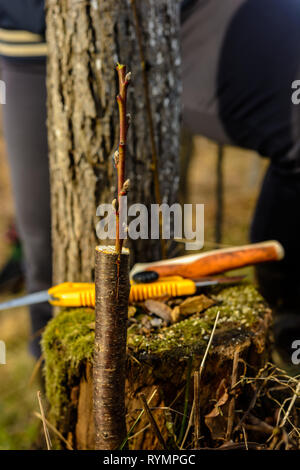 Vivere le talee a innesto albero di apple nella fessura con crescente gemme, giovani foglie e fiori. Primo piano. Foto Stock