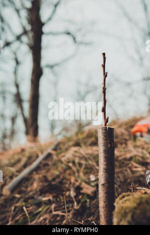 Vivere le talee a innesto albero di apple nella fessura con crescente gemme, giovani foglie e fiori. Primo piano. Foto Stock