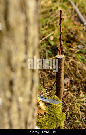 Vivere le talee a innesto albero di apple nella fessura con crescente gemme, giovani foglie e fiori. Primo piano. Foto Stock