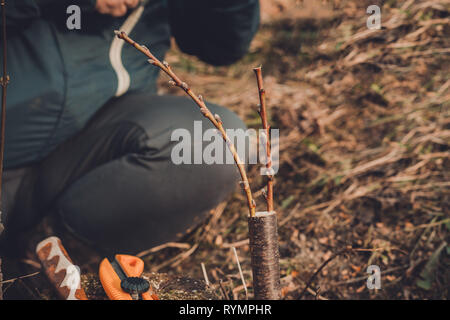 Vivere le talee a innesto albero di apple nella fessura con crescente gemme, giovani foglie e fiori. Primo piano. Foto Stock