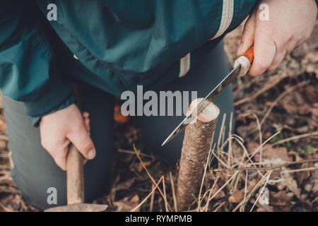 La donna fa una crepa nel recente tagliata albero giovane per la sua la vaccinazione con un coltello e un martello Foto Stock
