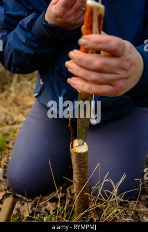 Una donna taglia un albero giovane con un coltello per la inoculazione del ramo di frutta Foto Stock