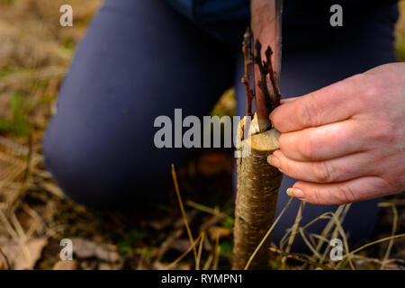 Una donna taglia un albero giovane con un coltello per la inoculazione del ramo di frutta Foto Stock