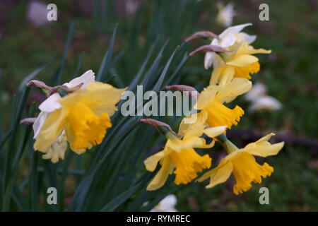 Giunchiglie nel vento, in un parco a sud di Londra. Foto Stock