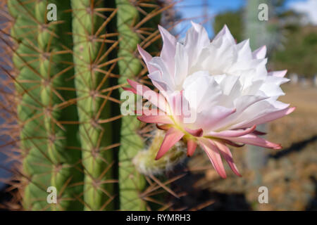 Bianco e rosa fiore di cactus in fiore, con sfondo sfocato di grandi cactus tronco Foto Stock