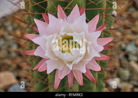 Bianco e rosa fiore di cactus in fiore, con sfondo sfocato di grandi cactus tronco, vista dritto Foto Stock