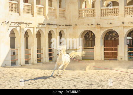Bianco di razza Arabian Horse Running in un paddock a Doha city center, capitale del Qatar. Il tradizionale maneggio sono parte del vecchio Souq Waqif market Foto Stock