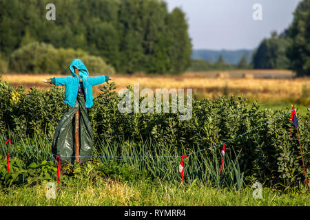 Lo Spaventapasseri in un orto in estate, Lettonia. Lo Spaventapasseri è un oggetto fatto per assomigliare ad una figura umana, impostare fino a spaventare gli uccelli lontano da un campo Foto Stock