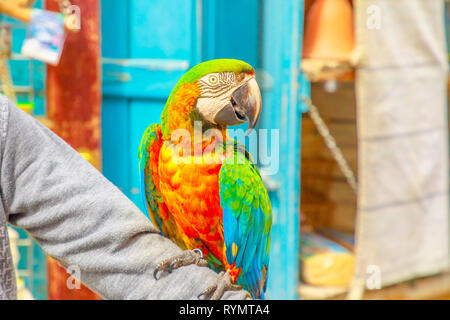 Un pappagallo colorato in piedi su un braccio a Bird Souq all'interno Souq Waqif, il vecchio mercato di attrazione turistica nel centro di Doha, Qatar, Medio Oriente, Arabo Foto Stock