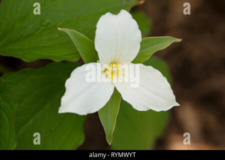 Trillium grandiflorum (noto anche come a fiore grande trillium, wake-robin) a Boston, Massachusetts, USA, con petali di colore bianco e giallo stame. Foto Stock