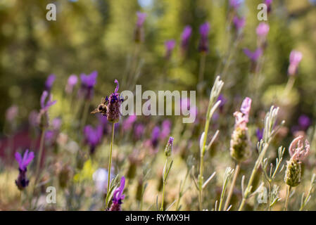 Un'ape visite fiori in un prato in Leggett, California. Foto Stock