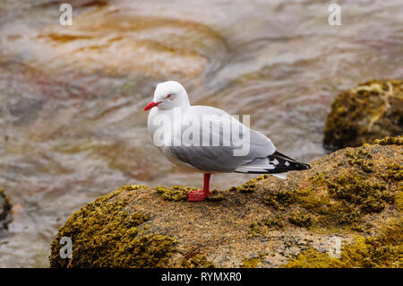 Red-Billed gabbiano sulla costa dell'isola di Stewart nei pressi di Half Moon Bay in Nuova Zelanda Foto Stock