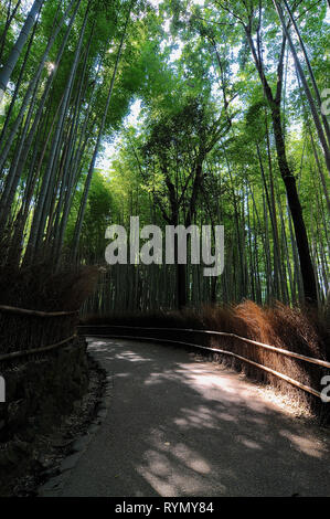La passerella nella famosa foresta di bambù di Arashiyama durante una giornata di sole a Kyoto, Giappone Foto Stock