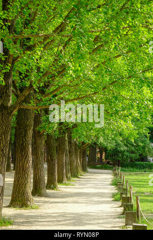 Verdi alberi nel parco di Namiseom (Nami Island), a sud di Corea. Foto Stock
