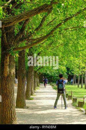 Verdi alberi nel parco di Namiseom (Nami Island), a sud di Corea. Foto Stock