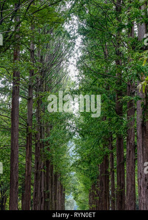 Verdi alberi nel parco di Namiseom (Nami Island), a sud di Corea. Foto Stock