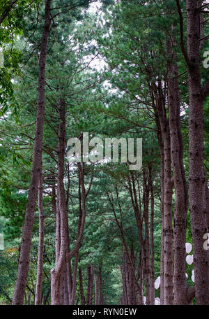 Verdi alberi nel parco di Namiseom (Nami Island), a sud di Corea. Foto Stock