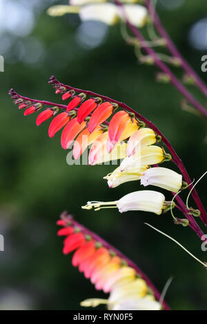 In prossimità di un fuoco di vite (Ipomoea lobata) fiori in fiore Foto Stock