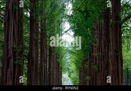 Verdi alberi nel parco di Namiseom (Nami Island), a sud di Corea. Foto Stock