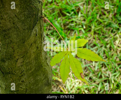 Verdi alberi nel parco di Namiseom (Nami Island), a sud di Corea. Foto Stock
