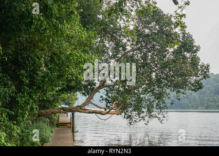 MacRitchie serbatoio, Thomson, Singapore Foto Stock