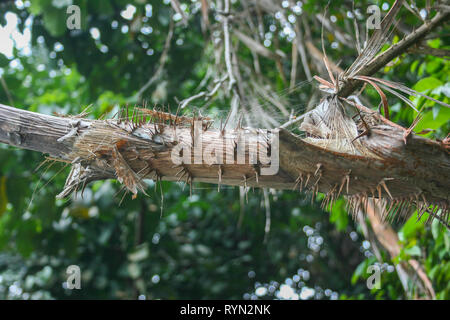 MacRitchie serbatoio, Thomson, Singapore Foto Stock