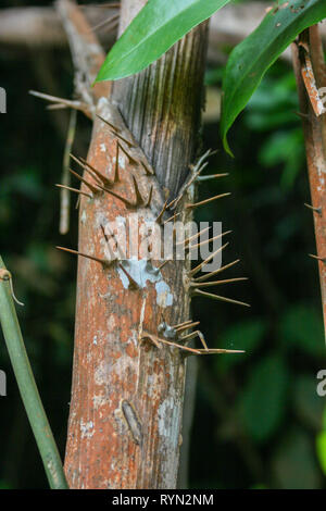 MacRitchie serbatoio, Thomson, Singapore Foto Stock