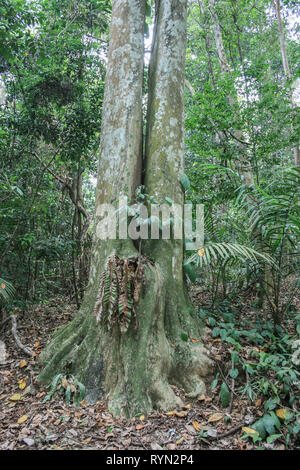 MacRitchie serbatoio, Thomson, Singapore Foto Stock