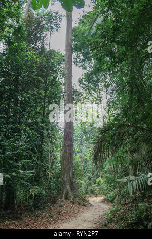 MacRitchie serbatoio, Thomson, Singapore Foto Stock