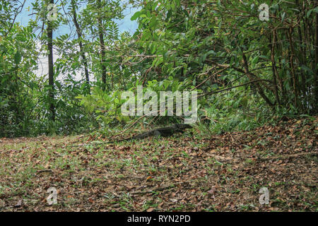 Monitor lizard al serbatoio MacRitchie, Thomson, Singapore Foto Stock