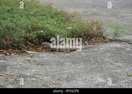 Monitor lizard al serbatoio MacRitchie, Thomson, Singapore Foto Stock